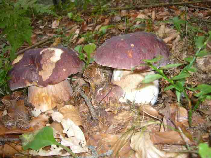  Image name: 09 Porcino.jpg 
 width: 700 pixel 
 height: 524 pixel 
 Size: 29696 bytes 
 Click to enlarge 